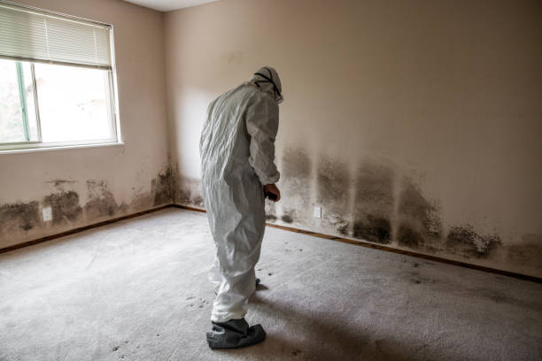 Best Certified Mold Removal  in Stanton, CA