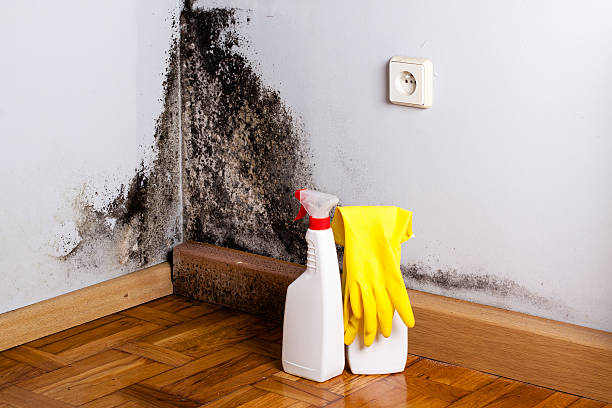 Best Attic Mold Removal  in Stanton, CA