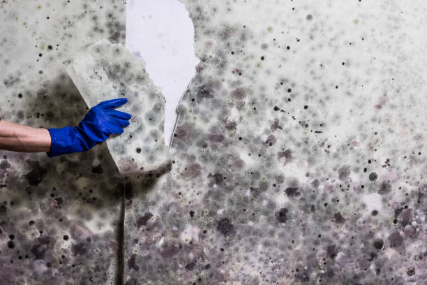 Best Home Mold Removal  in Stanton, CA