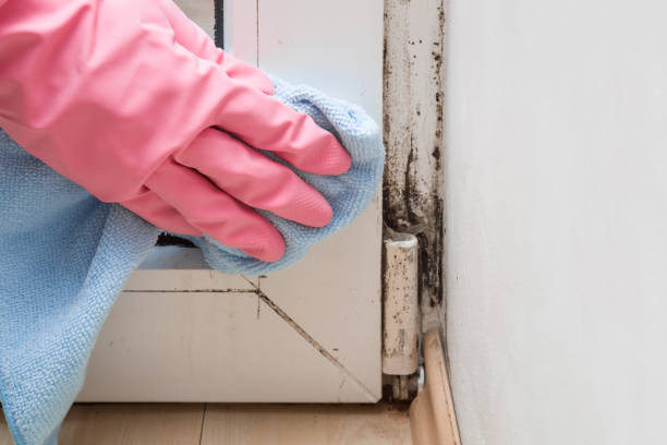 Best Commercial Mold Removal  in Stanton, CA